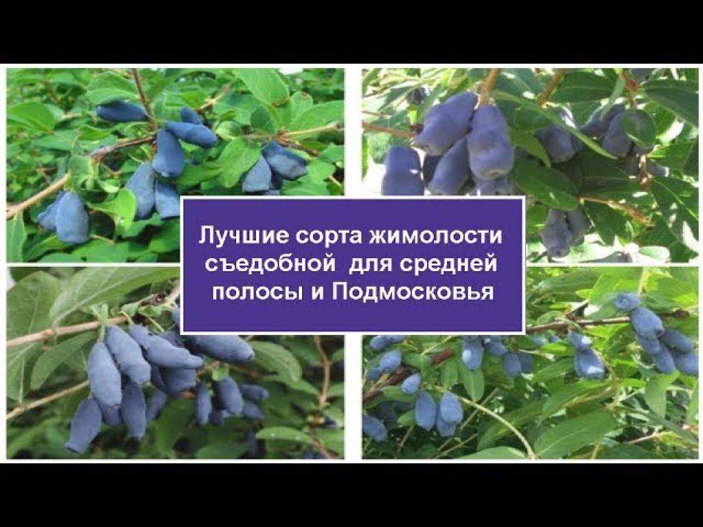Какие съедобные сорта жимолости подходят для Подмосковья
