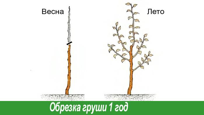 Как обрезать грушу 5 лет. Обрезать грушу весной. Схема обрезки груши Чижовская. Груша Чижовская формирование кроны. Подрезка колоновидной груши весной.