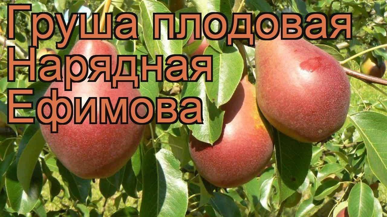 Груша нарядная ефимова: фото и описание сорта, опылители, посадка и уход