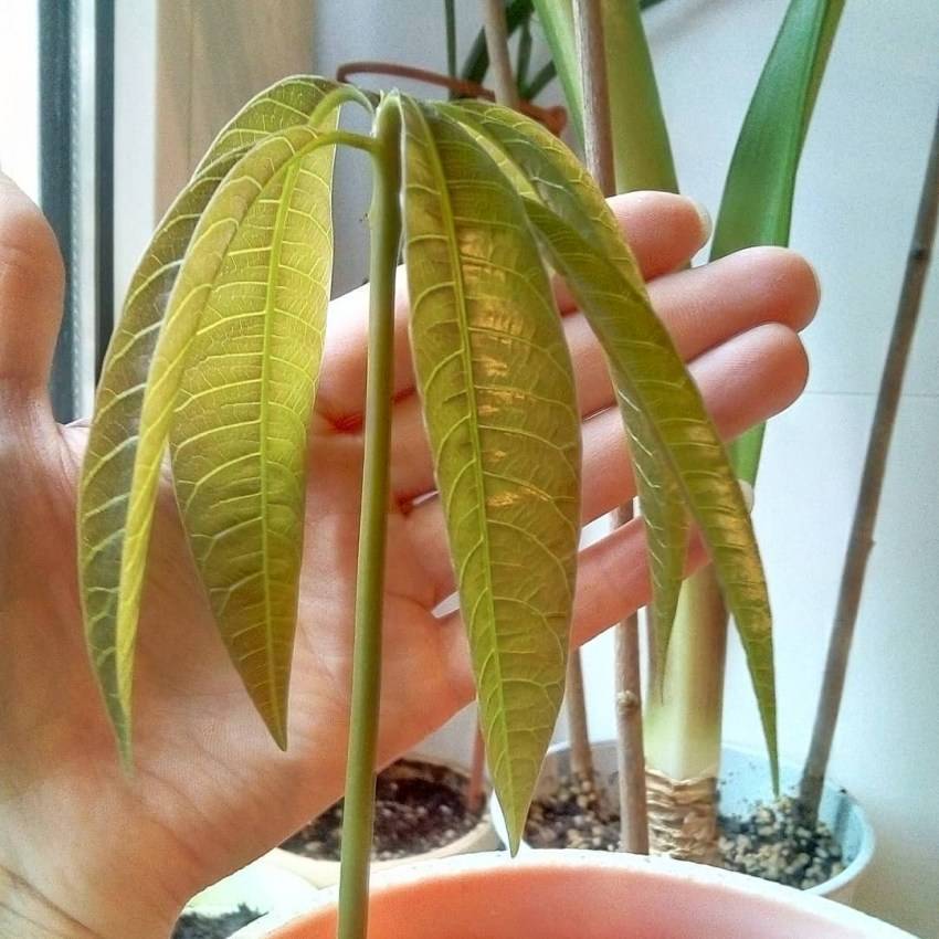 Можно ли в домашних условиях вырастить манго из косточки фото пошагово