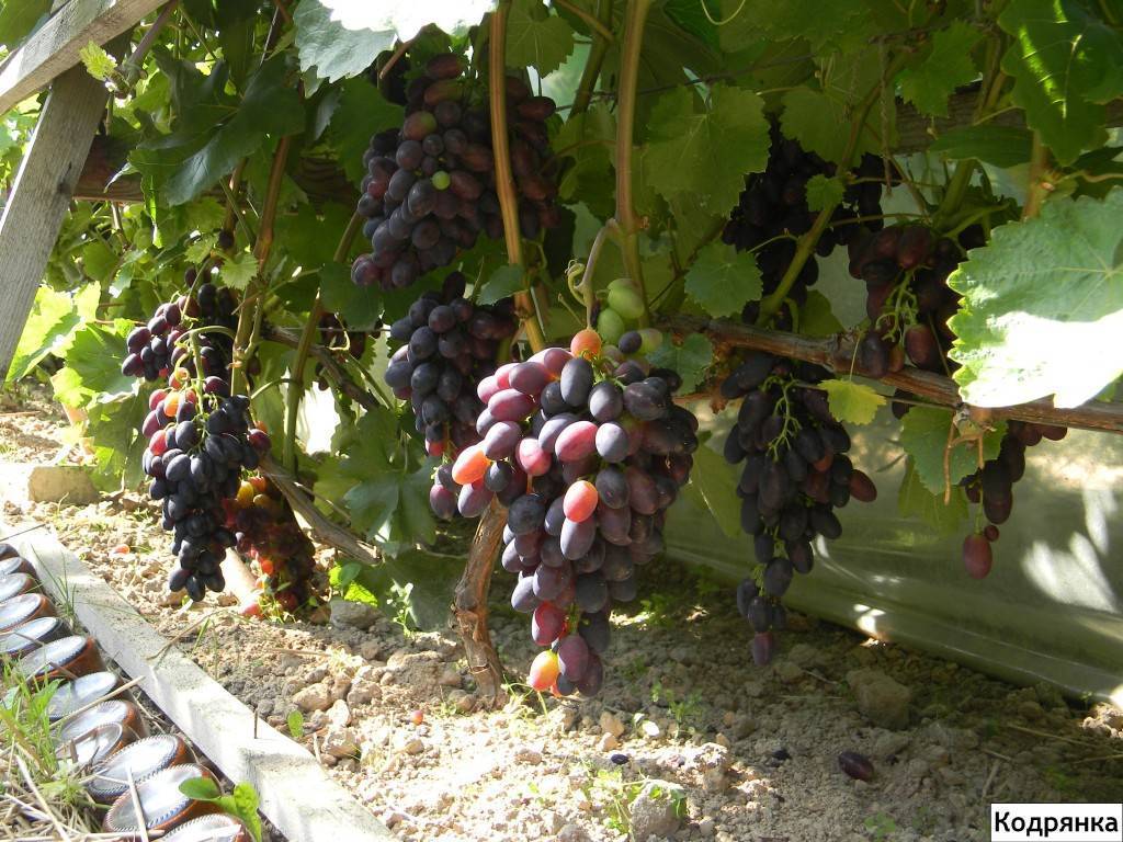 Виноград кодрянка - описание сорта, как ухаживать за кодрянкой