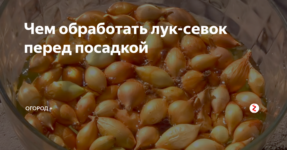 Правила обработки лука-севка перед посадкой