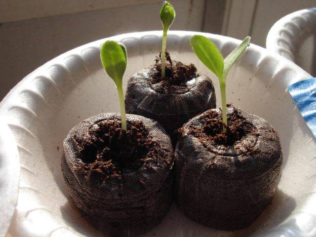 Можно ли выращивать рассаду огурцов в торфяных таблетках
