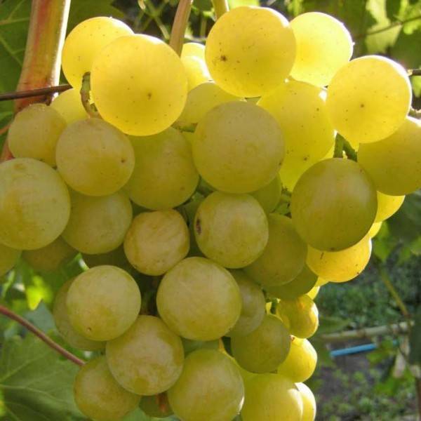Виноград галбена ноу [золотинка]: описание сорта, фото, отзывы и особености выращивания