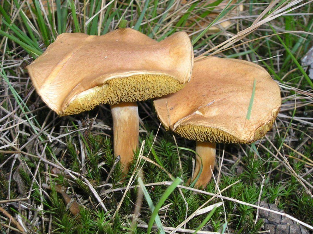 ᐉ грибы козлята: описание, фото, произрастание, двойники и выращивание - zookovcheg.ru
