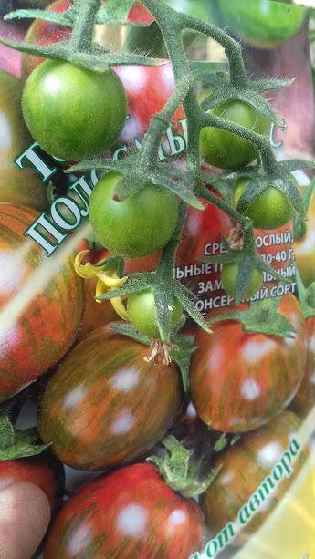 Полосатые томаты: полное описание интересных сортов с фото