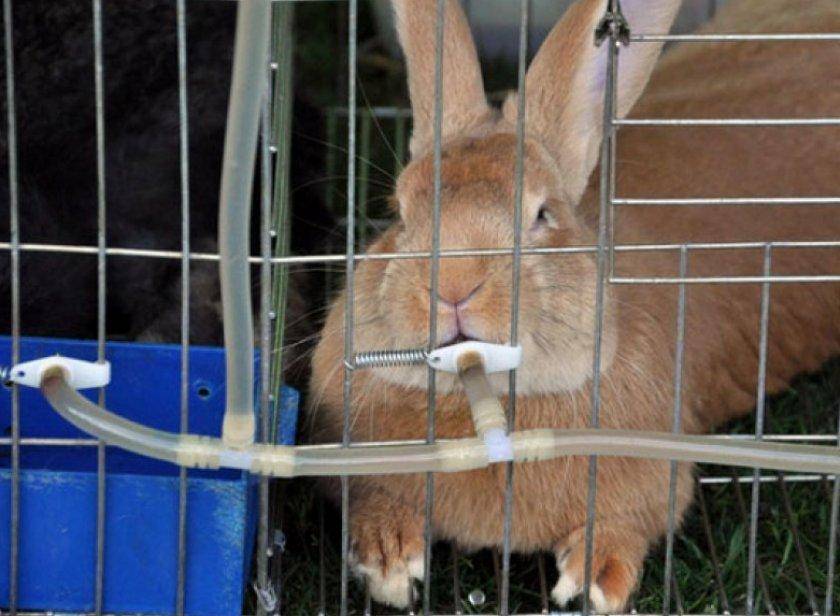 Разведение кроликов в домашних условиях: условия содержания, ухода, кормления и размножения