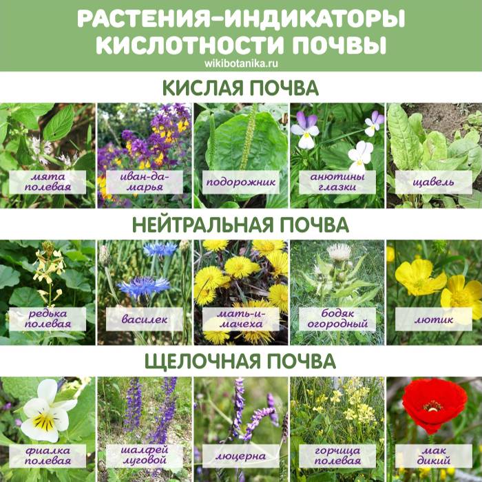 Программа по определению растений по фото на русском языке
