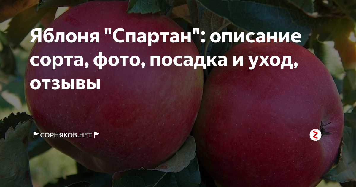 Яблоня спартан опылители. Яблоня сорт Спартан. Яблоня штамбовая Спартан. Яблони Спартан 10. Яблоко Спартан описание сорта.