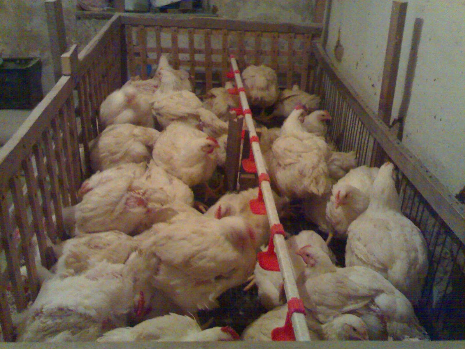 Особенности выращивания цыплят для новичков в домашних условиях