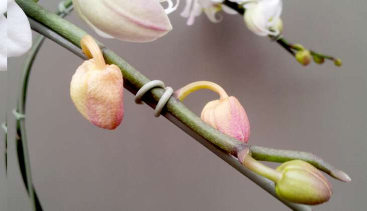 Почему сохнут бутоны у орхидеи фаленопсис и вянут цветы: основные причины