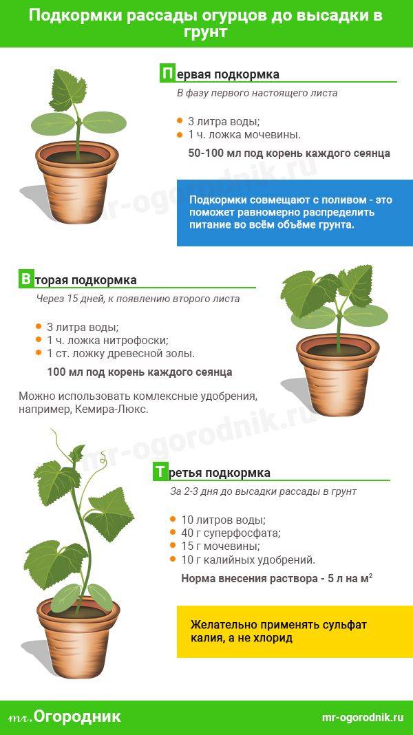 Подкормка огурцов во время цветения и завязывания плодов