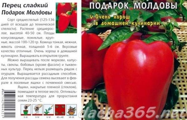 Подарок молдовы: самый старый из выращиваемых ныне сорт болгарского перца