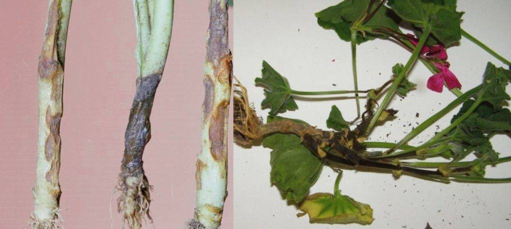 Болезни рассады баклажанов: фото, лечение, заболевания листьев рассады баклажанов