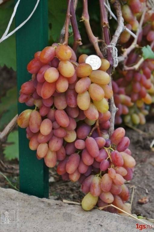 Лучшие сорта винограда для средней полосы россии: выбираем столовые, неукрывные и ранние сорта