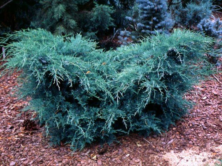 Можжевельник виргинский грей оул (juniperus virginiana grey owl)