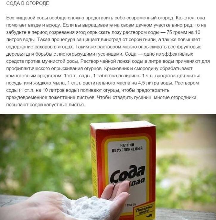 Сода против тли — правила обработки, рецепты и методы борьбы