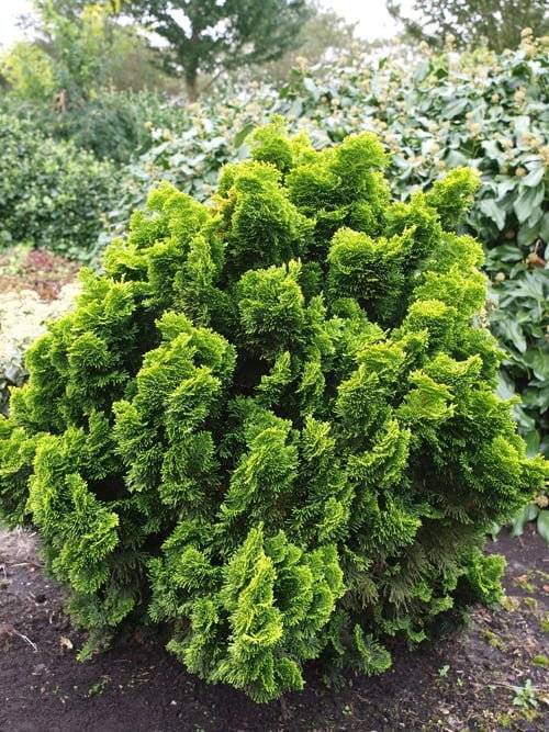 Кипарисовик тупой нана грацилис (chamaecyparis obtusa nana gracilis)ние в