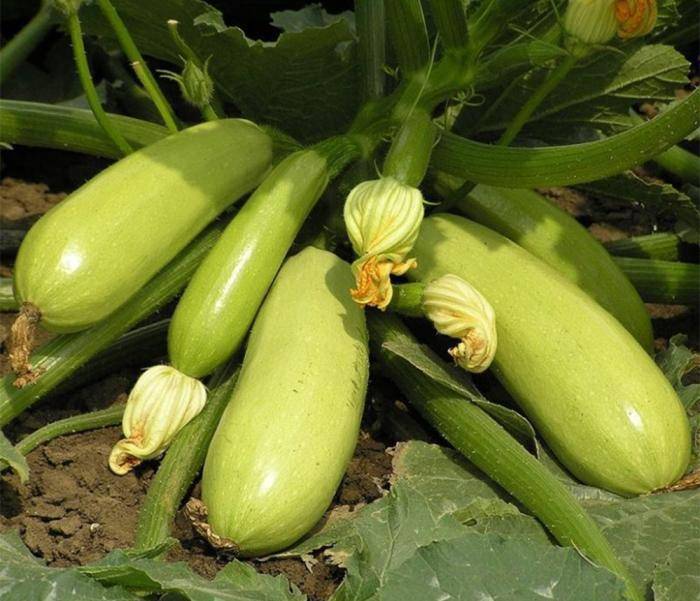 19 самых лучших сортов кабачков: описание