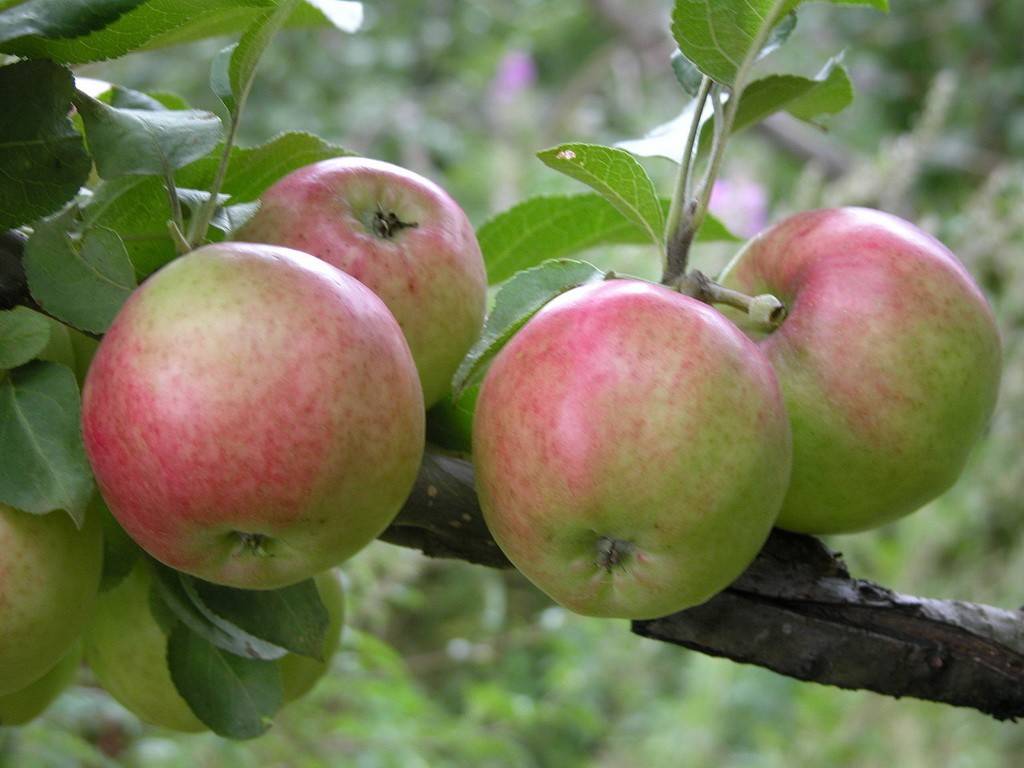 Зимние сорта яблонь с фото и описаниями - старинные и новейшие
