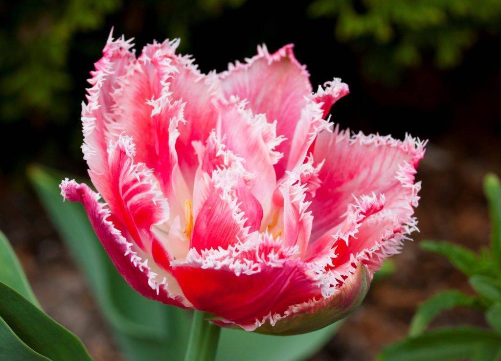 Сорта тюльпанов: топ-20 самых красивых разновидностей, описания и уход