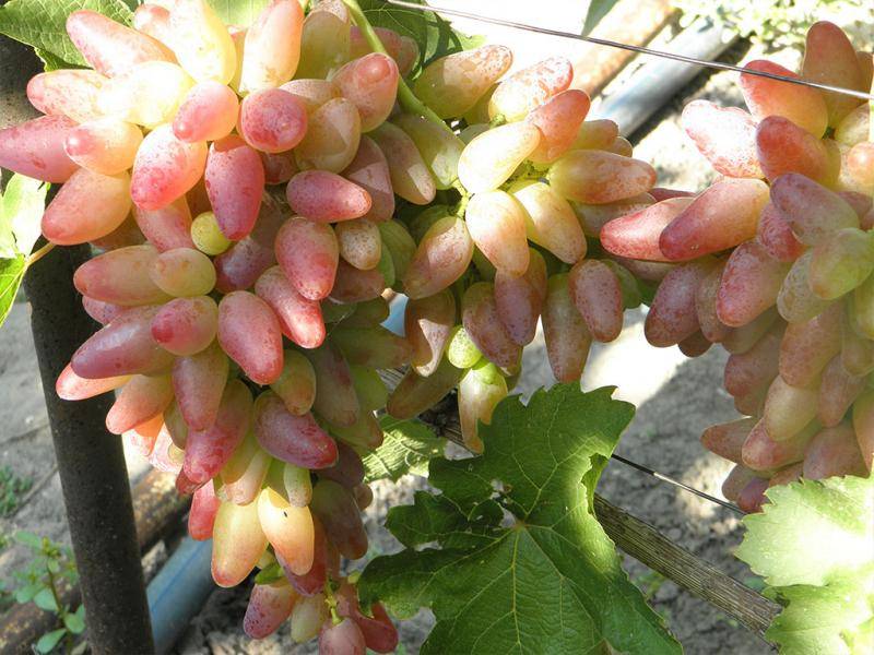 Виноград оригинал: описание сорта и характеристики, выращивание и урожайность