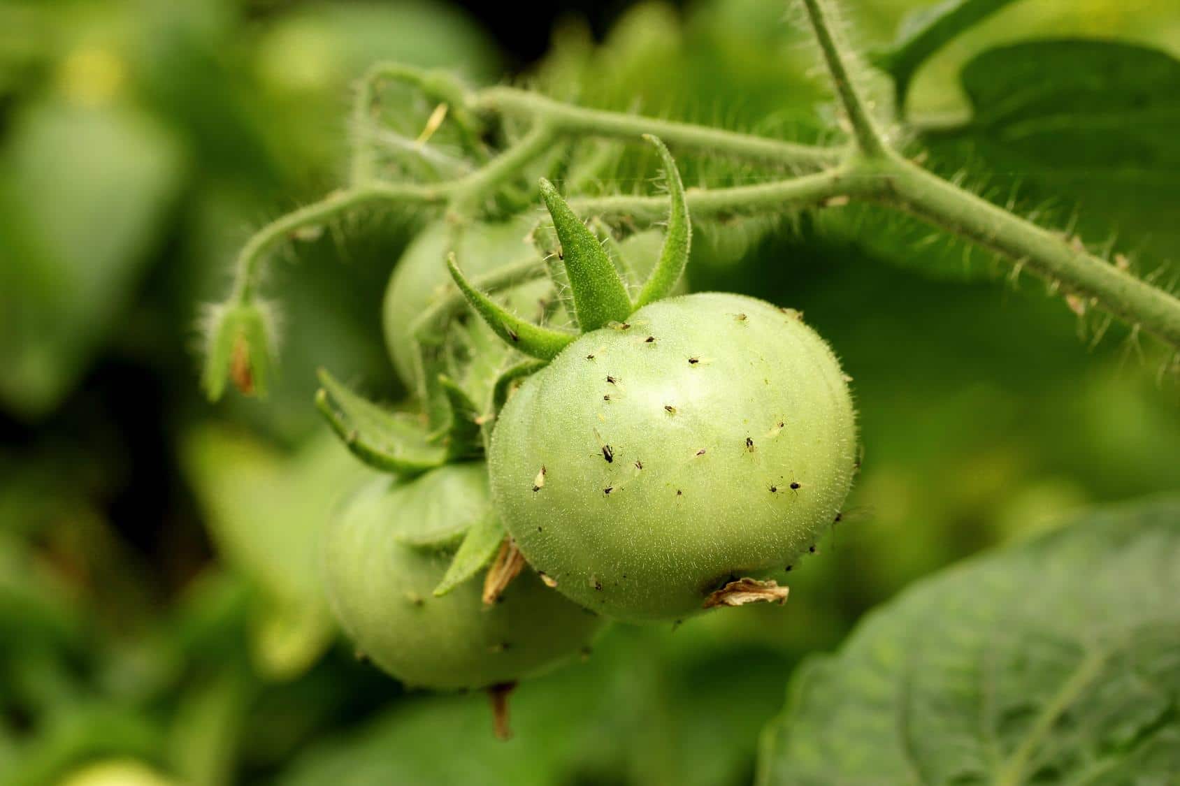 Тля на помидорах: как бороться, народные средства, обработка