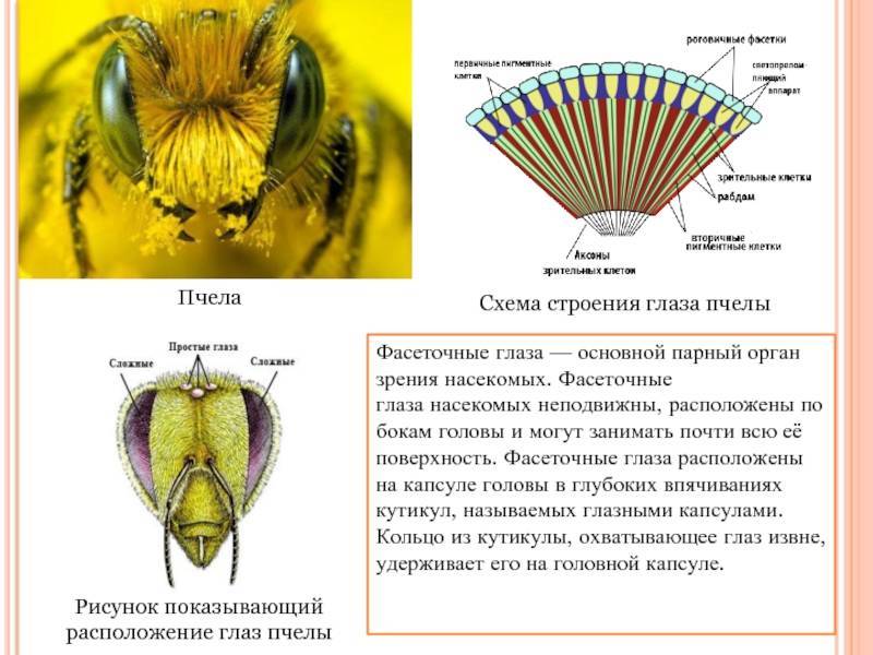Как видит пчела фото