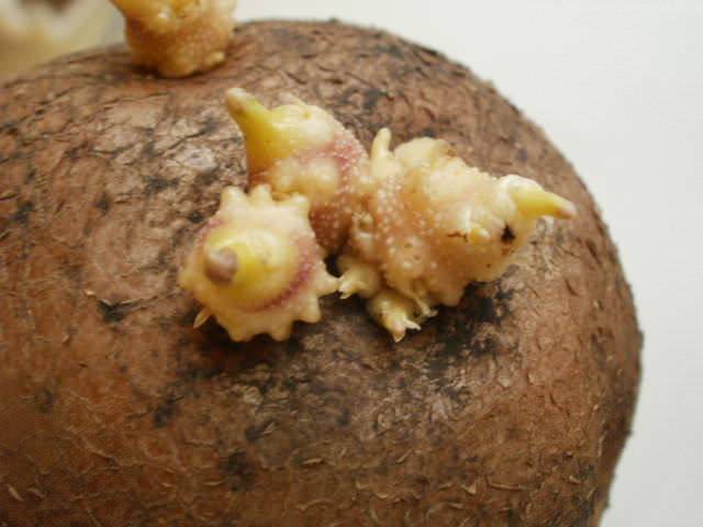 Семенной картофель от телепова олега