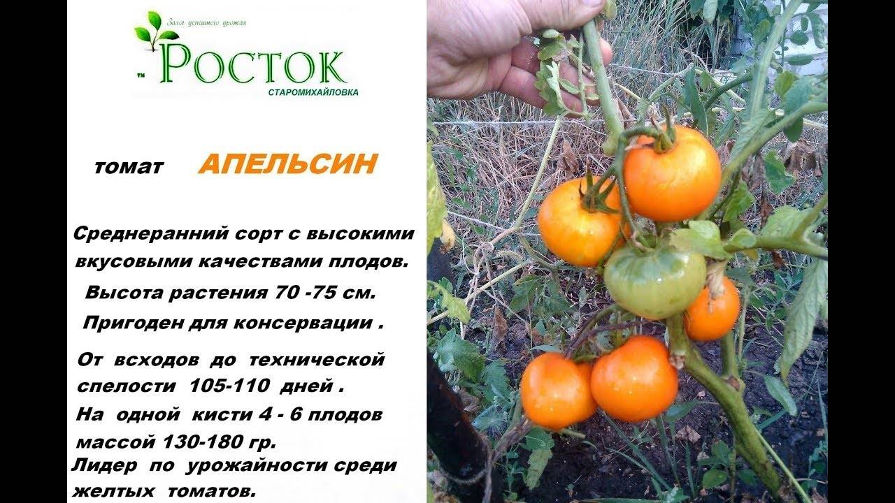 Как выращивать сорт томатов лабрадор? (видео)