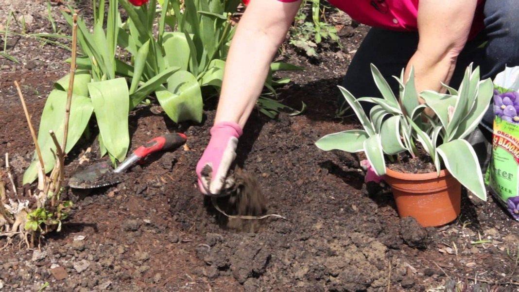 Когда можно пересадить тюльпаны на другое место - аграрный справочник