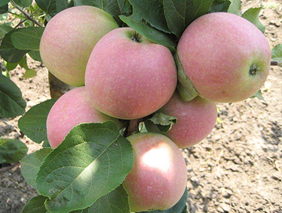Как получить хороший урожай яблок «слава победителям». подробная характеристика сорта «слава победителям»:достоинства
