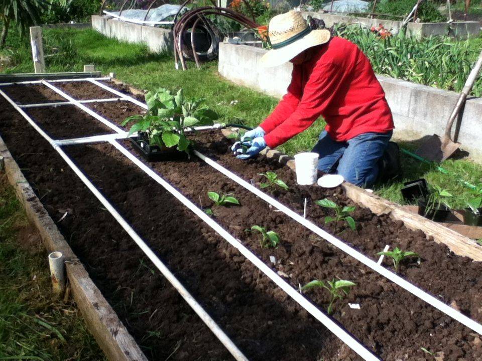 Посадка баклажан рассадой в открытый грунт: когда и как правильно сажать овощ