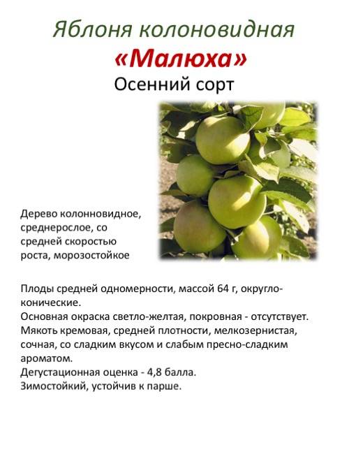 Колоновидные яблони - сорта и описание растения с фото, выращивание, уход и формирование кроны