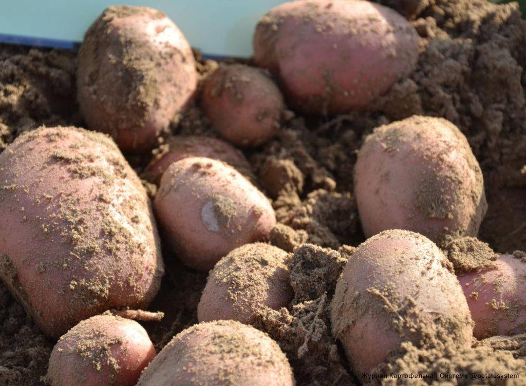 Лучшие сорта картофеля: характеристики и фото - сельхозобзор.ру