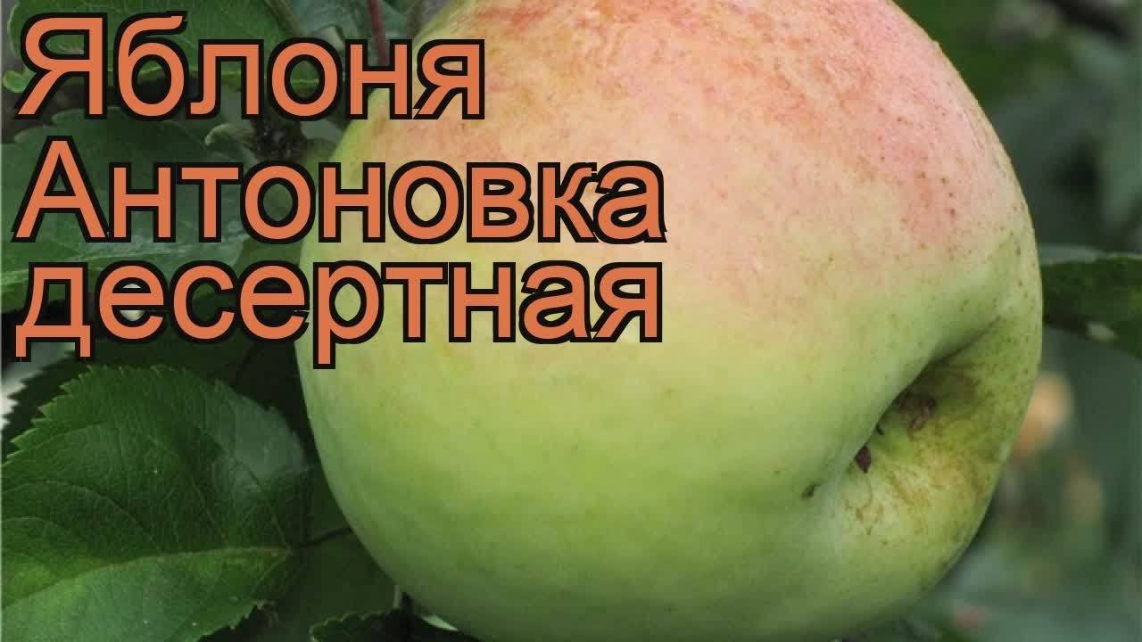 Сорта антоновки фото и описание