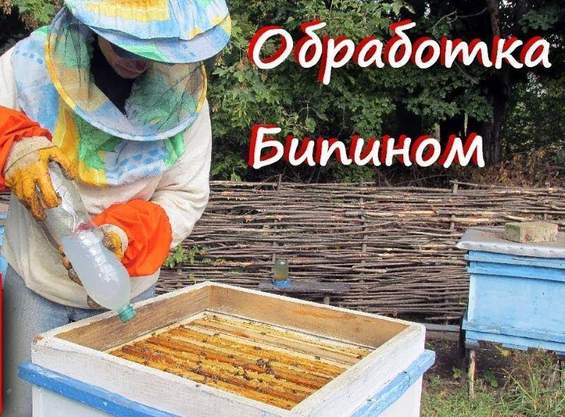Обработка пчел дым-пушкой: бипин + керосин, бисанар, инструкция