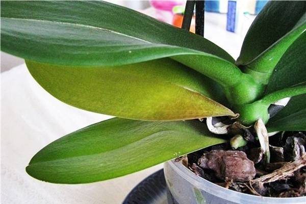 Почему у орхидеи вянут листья: возможные причины, описание с фото, методы устранения проблемы и особенности ухода
