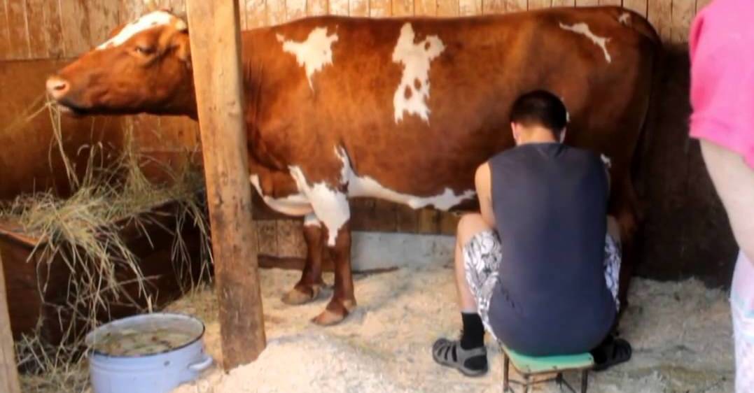 Корова лягается (бьётся) при дойке — почему, что делать, как отучить или привязать ногу