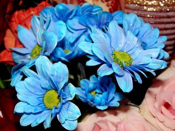 Как сделать синюю орхидею в домашних условиях, чем красят белые бутоны и видео, как получают крашенный цветок