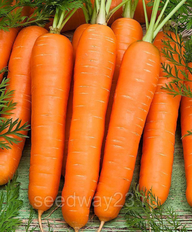 Морковь витаминная 6: выращивание на даче, описание сорта