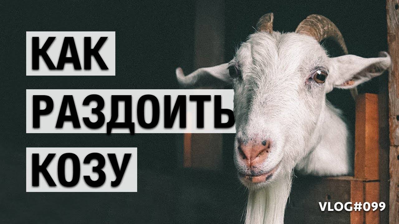 Как кормить козу после окота – рационы для раздоя
