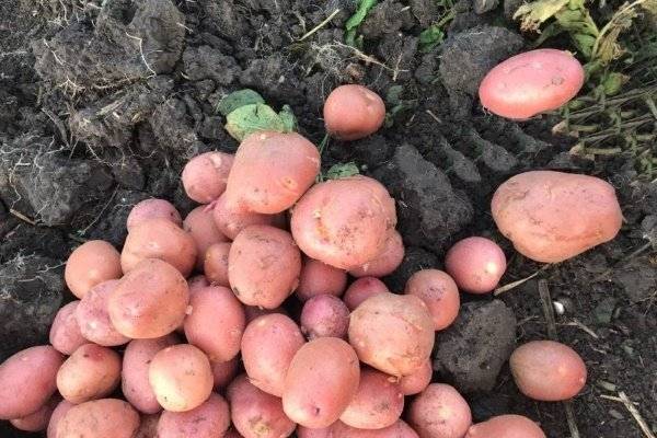 Картофель ред леди: описание и характеристика сорта, урожайность, отзывы, фото