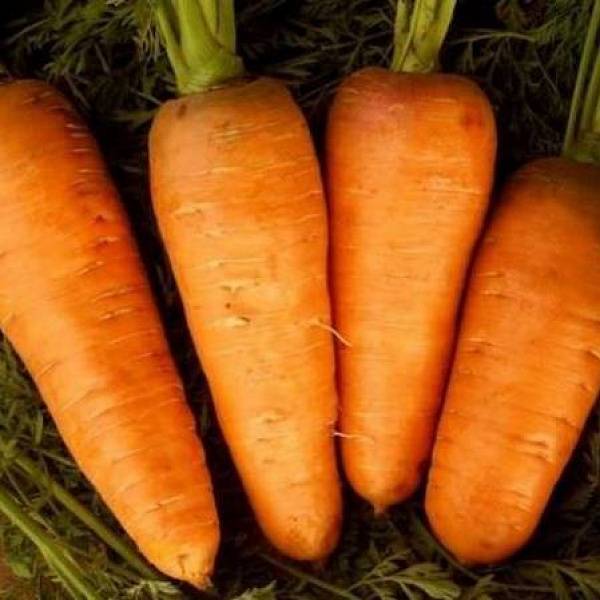 Морковь сорта кантербюри отзывы