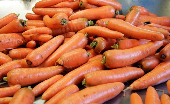 Лучшие ранние сорта моркови: фото, описание, отзывы |