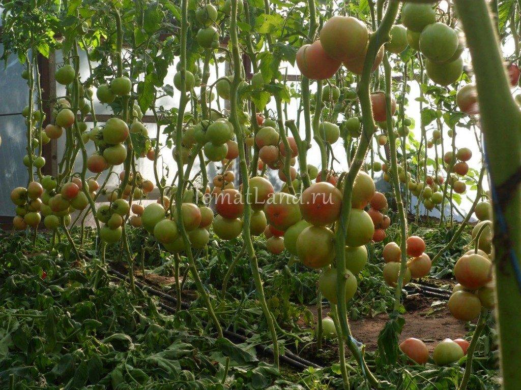 Томат махитос f1: описание гибридного сорта, правила выращивания, отзывы огородников