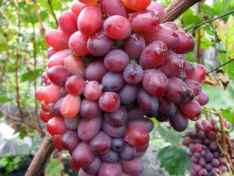 Средние сорта винограда