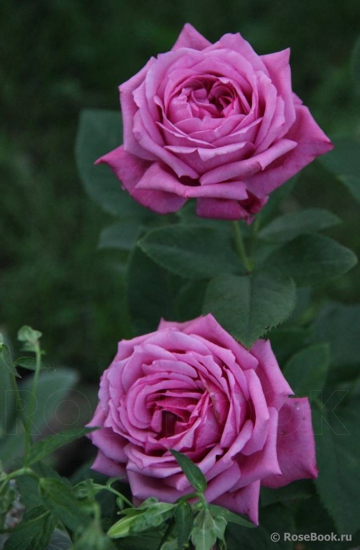 Роза рапсодия ин блю: описание розы синего цвета, правила выращивания и ухода за цветами