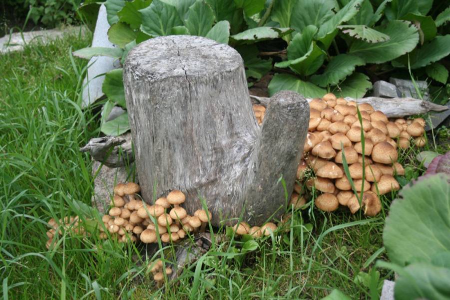 Выращивание грибов на даче и в огороде: способы для новичков
