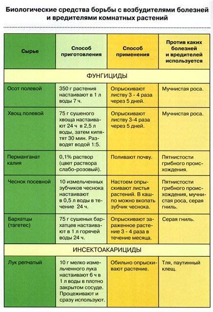 Почему сохнет вишня после цветения, что делать - дачные советы.ру